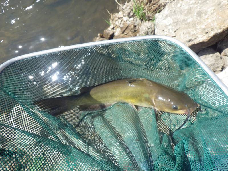 Channel catfish in Schaumburg