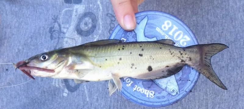 Channel catfish in Wapsipinicon River