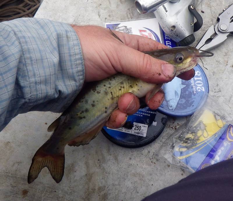 Channel catfish in Wisconsin