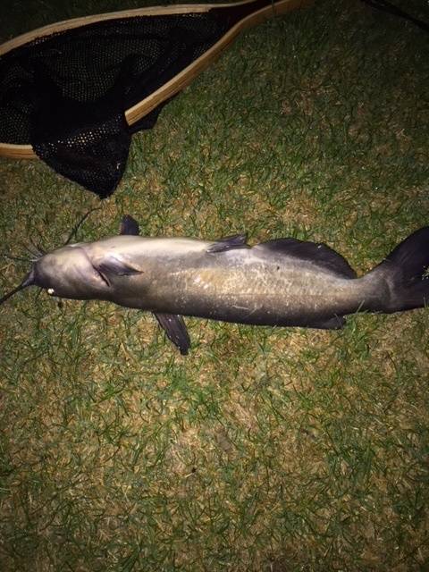 Channel catfish in Provo