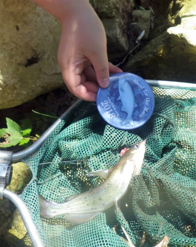 Channel catfish in Wapsipinicon River