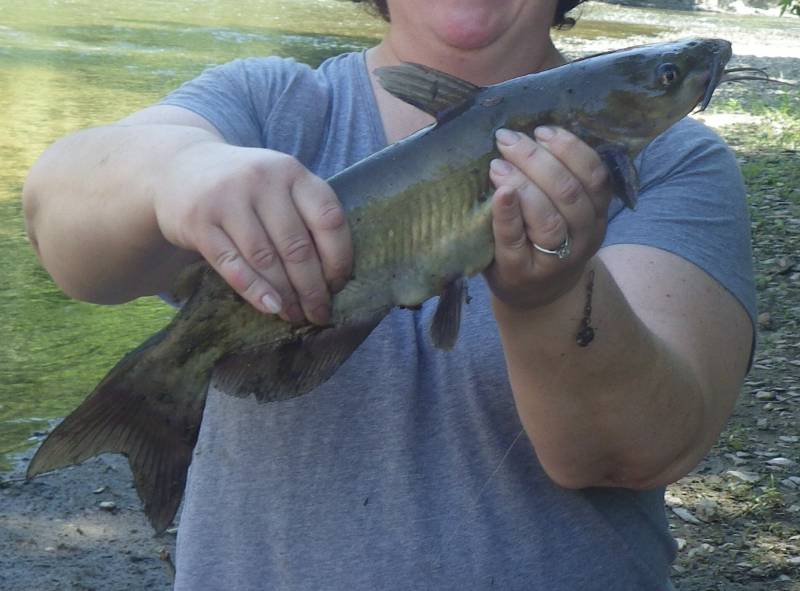 Channel catfish in Orland Park