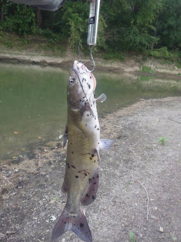Channel catfish in LaSalle County