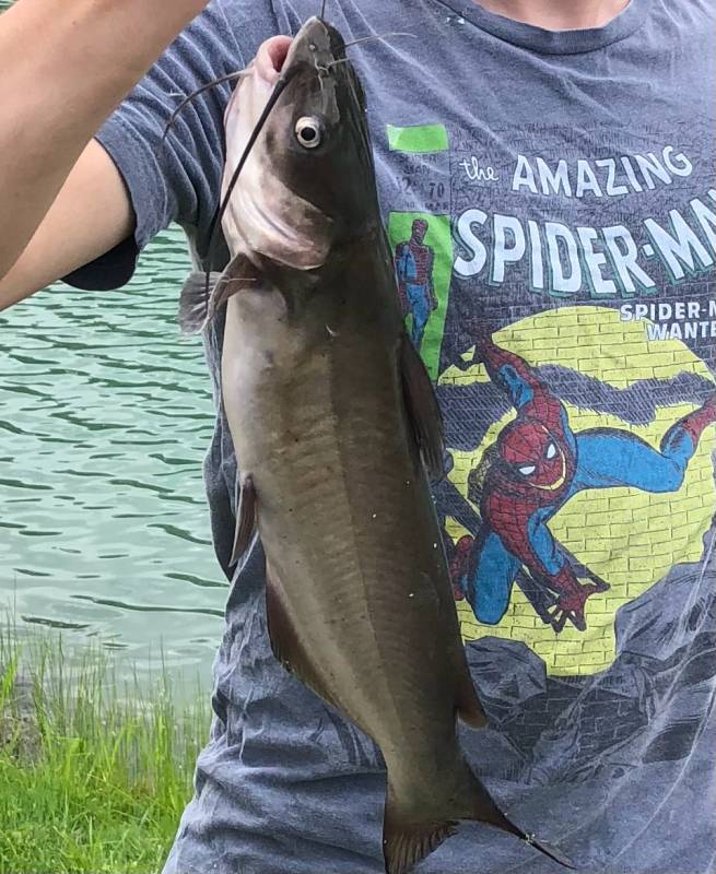 Channel catfish in Springboro