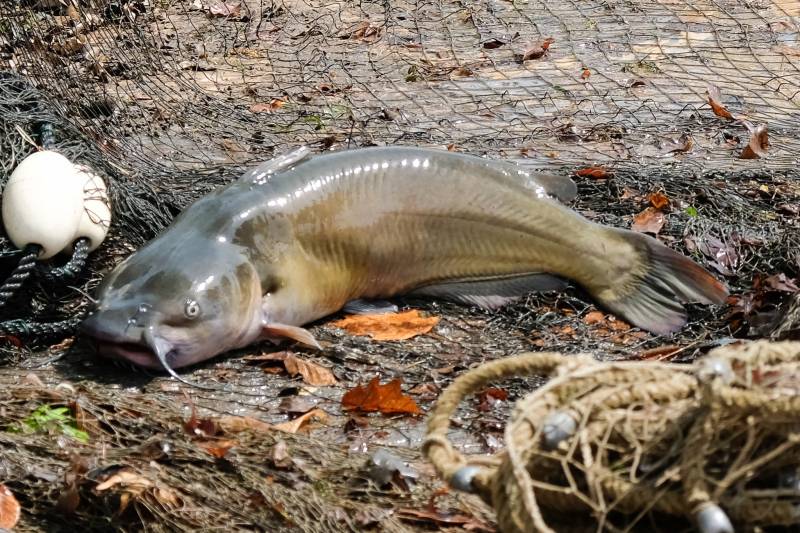 Channel catfish in Malvern