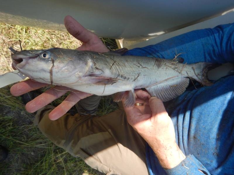 Channel catfish in Rockport