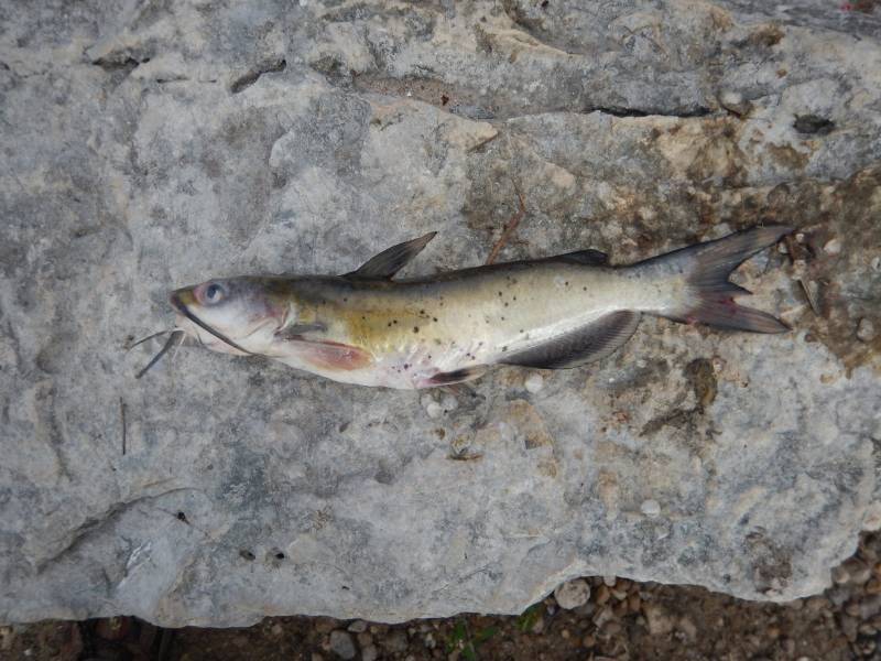 Channel catfish in Sinton