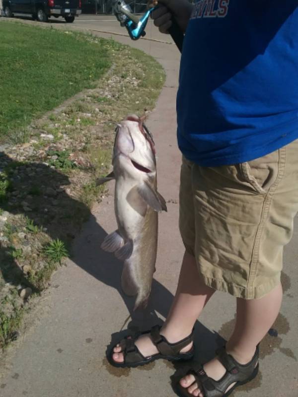 Channel catfish in Iowa