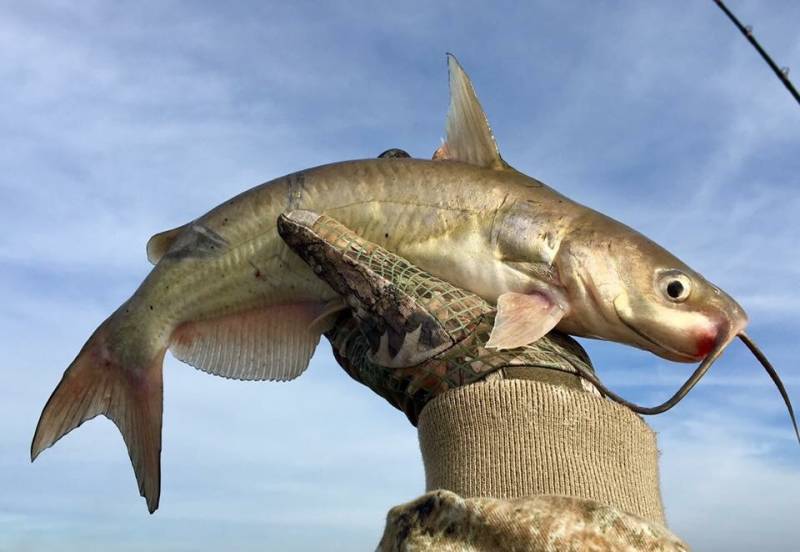 Channel catfish in Tioga