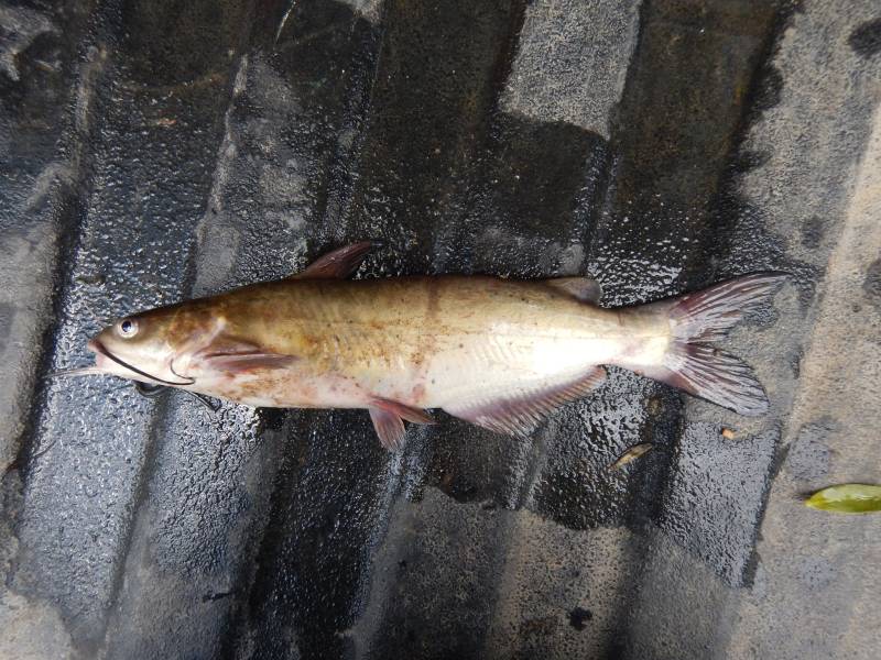Channel catfish in Rising Star