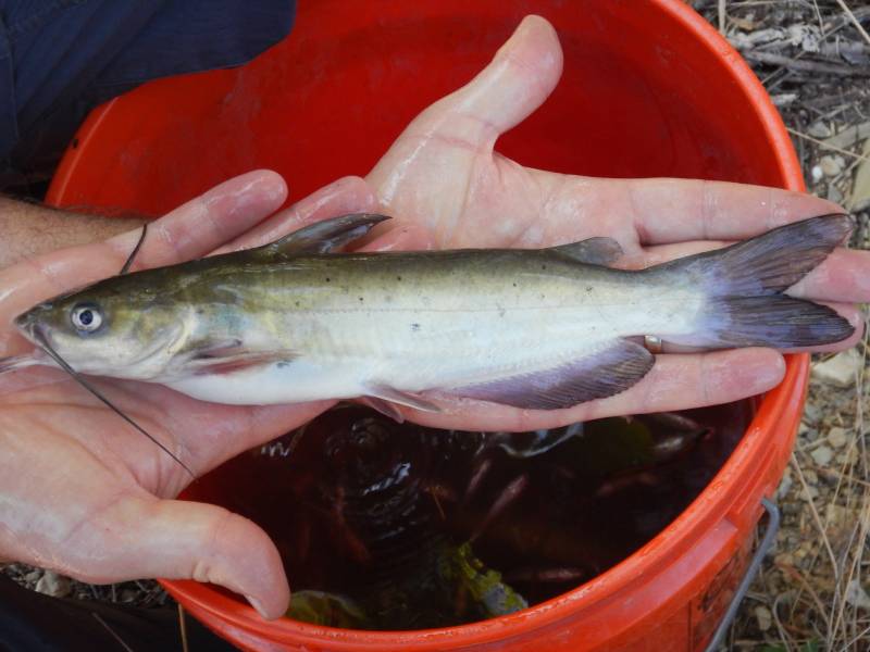 Channel catfish in Llano
