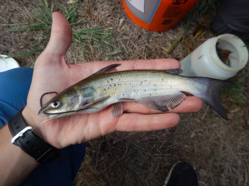 Channel catfish in Goldthwaite