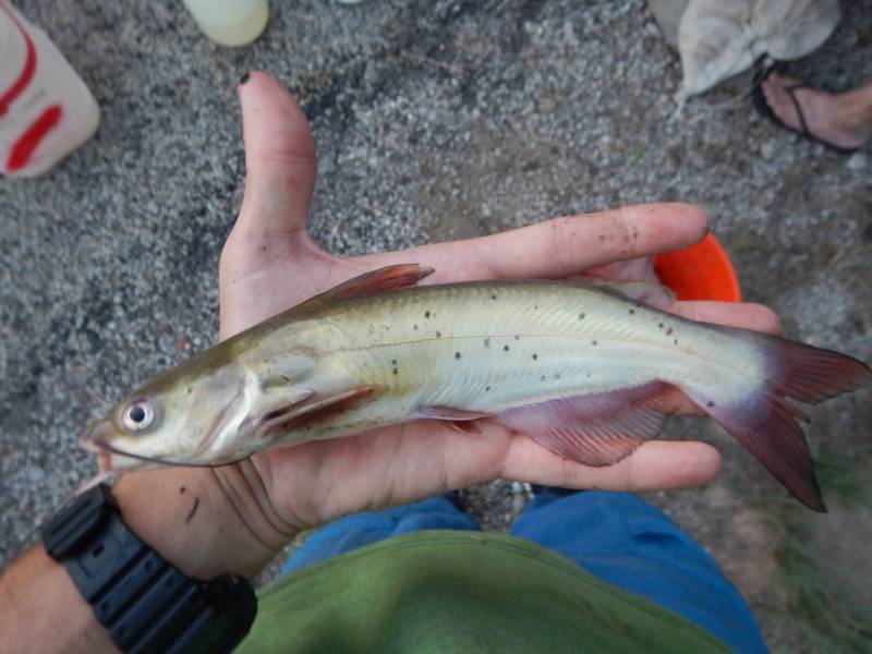 Channel catfish in Coleman