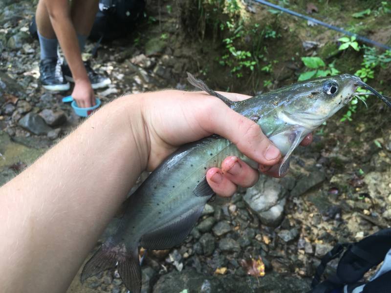 Channel catfish in Roxboro
