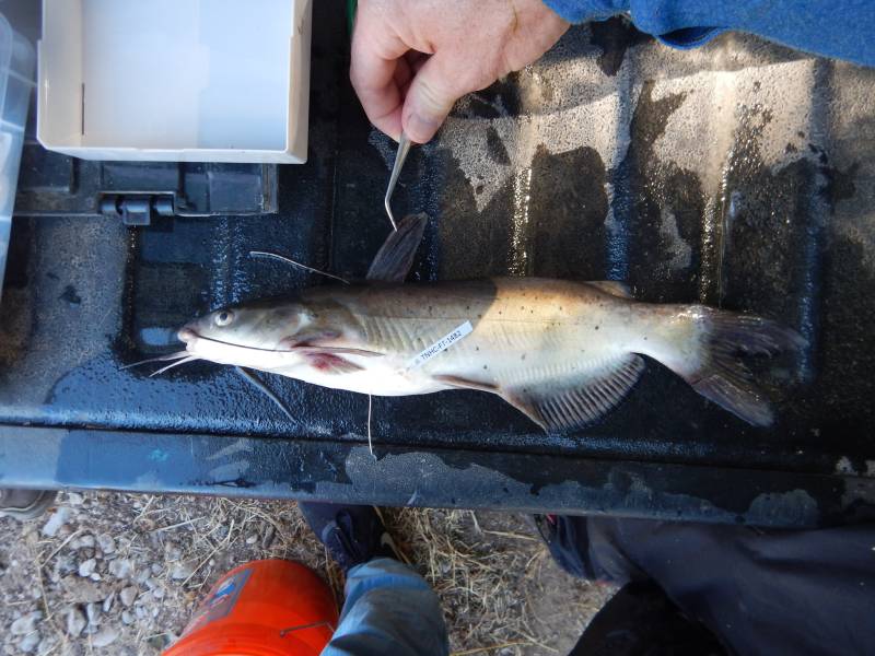 Channel catfish in Goldthwaite