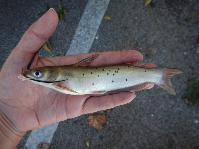 Channel catfish in Webberville