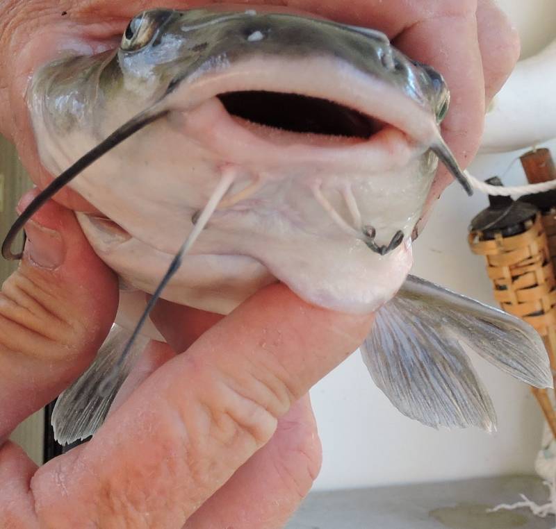 Channel catfish in Lake Powell