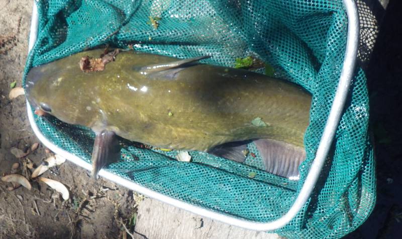 Channel catfish in LaSalle County