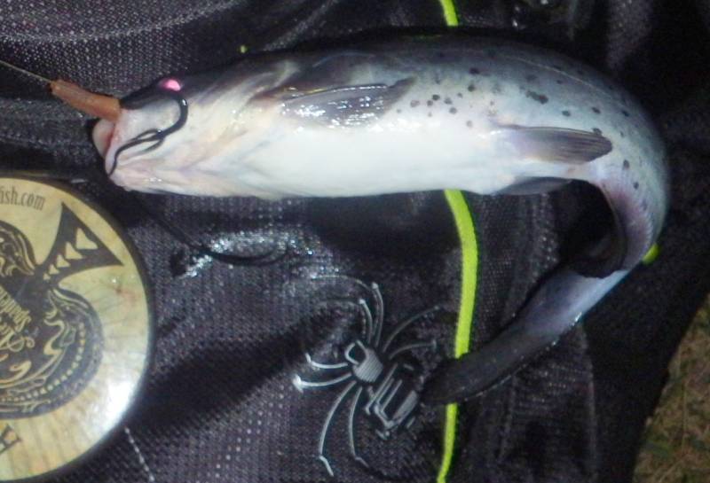 Channel catfish in Chicago