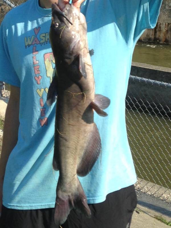 Channel catfish in Springboro