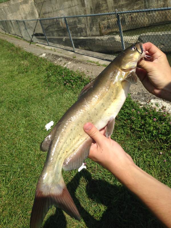 Channel catfish in Springboro