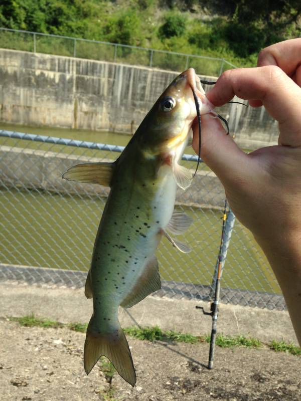 Channel catfish in Springboro