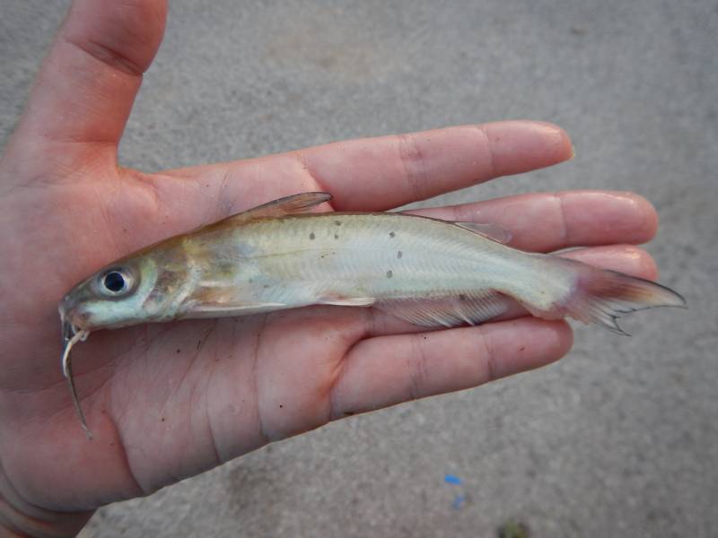 Channel catfish in Webberville