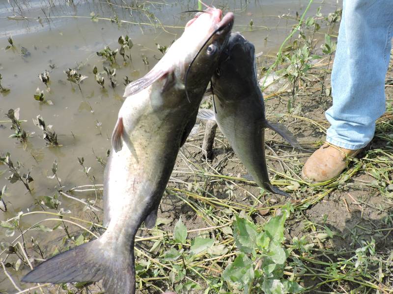 Channel catfish in Alvarado
