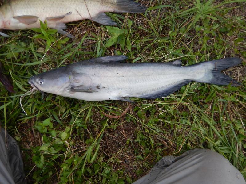 Channel catfish in Austwell
