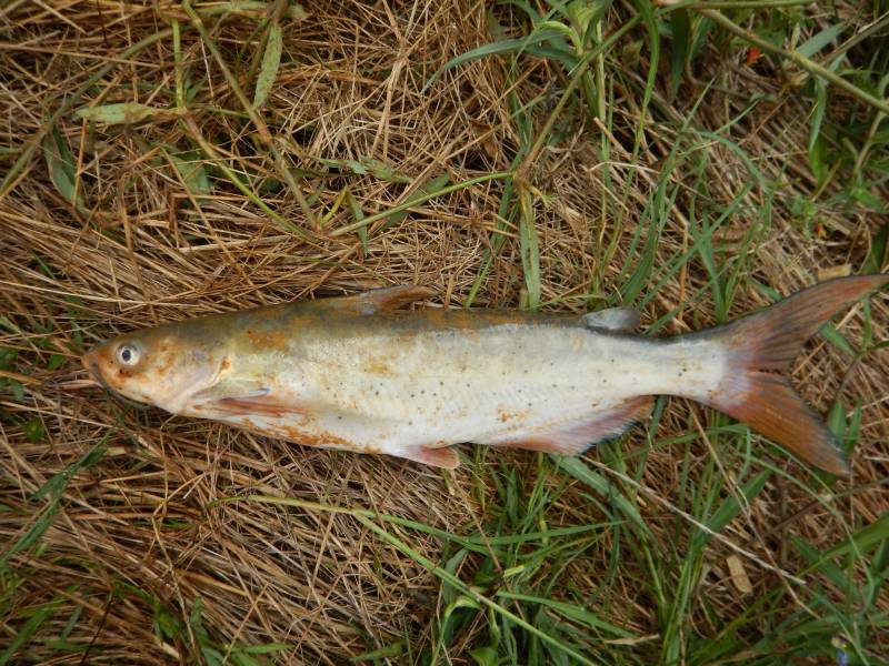 Channel catfish in Broaddus
