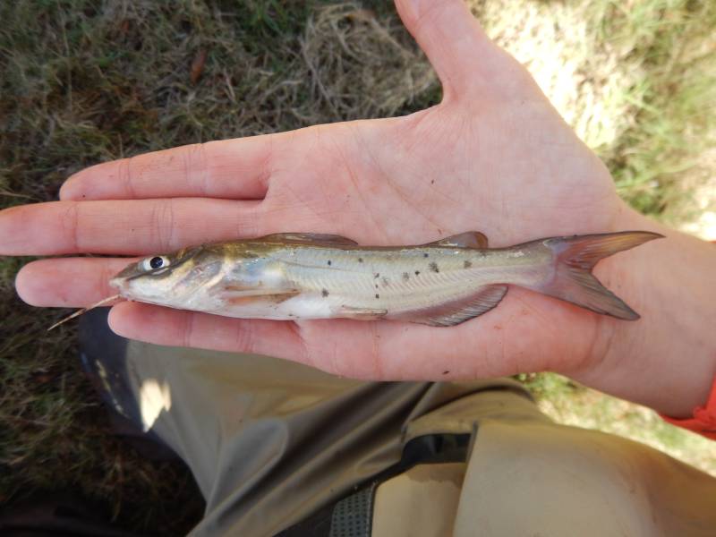 Channel catfish in Pleasant Valley