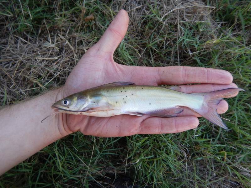 Channel catfish in Lone Grove