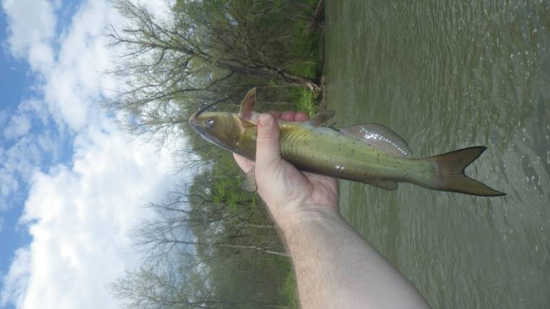 Channel catfish in Orland Park