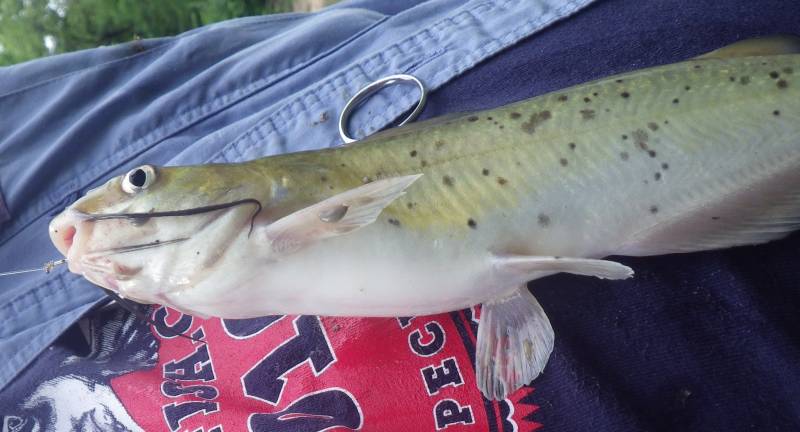 Channel catfish in Orland Park