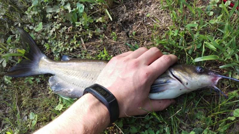 Channel catfish in Odessa