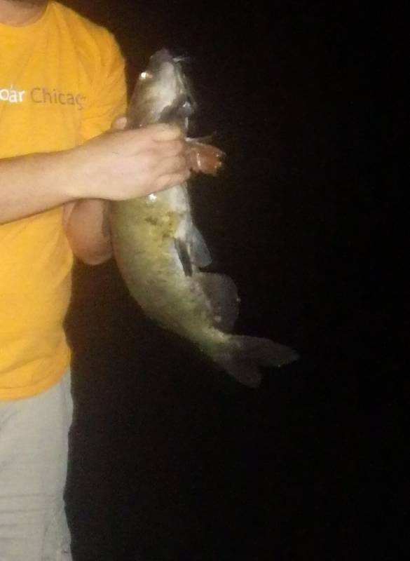 Channel catfish in Chicago