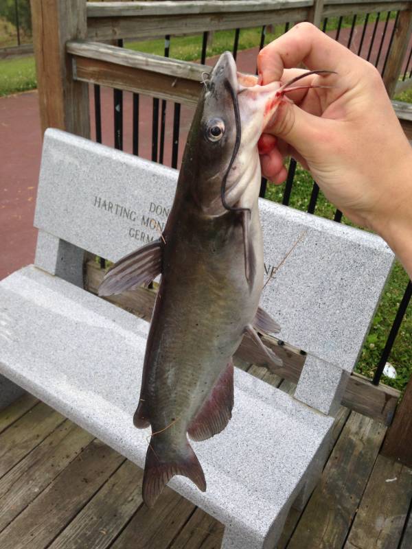 Channel catfish in Springboro