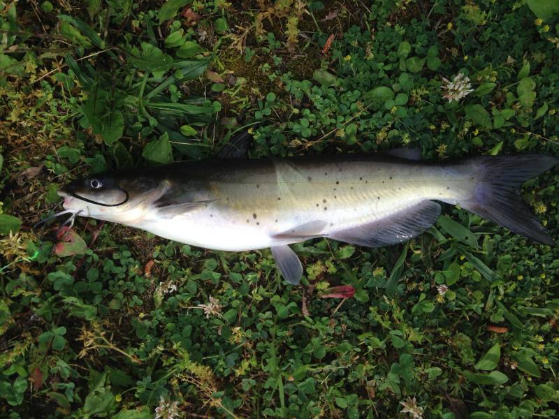Channel catfish in Springboro
