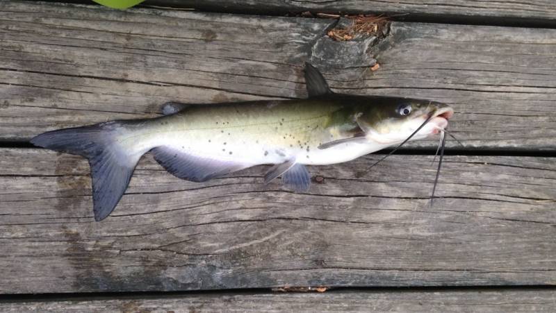 Channel catfish in Springboro