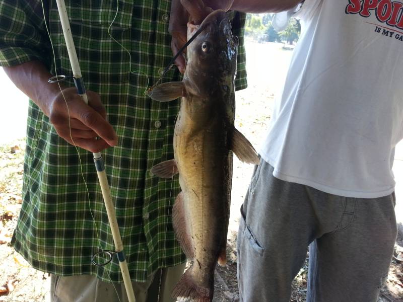 Channel catfish in Stockton