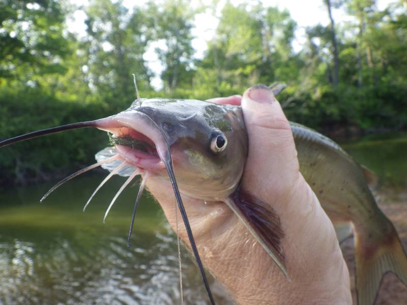 Channel catfish in Wisconsin