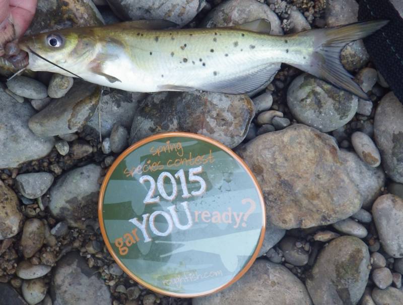 Channel catfish in Grundy County