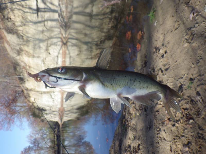 Channel catfish in Grundy County