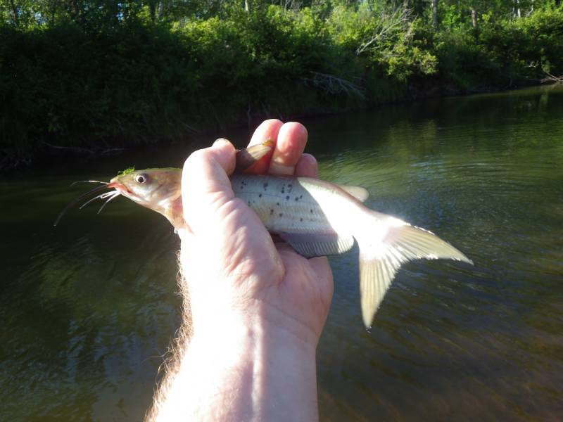 Channel catfish in Wisconsin