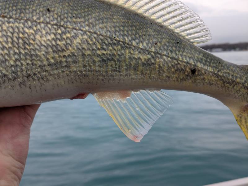 Walleye in Port Huron