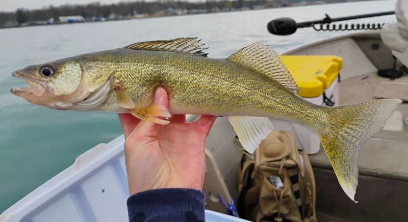 Walleye in Port Huron