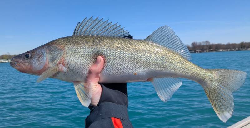 Walleye in Port Huron