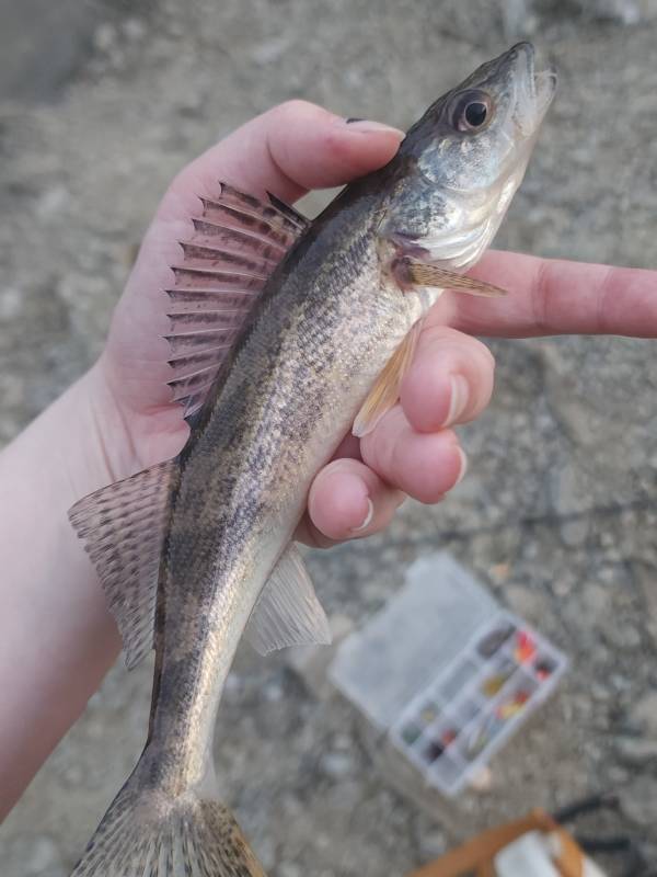 Walleye in Georgetown