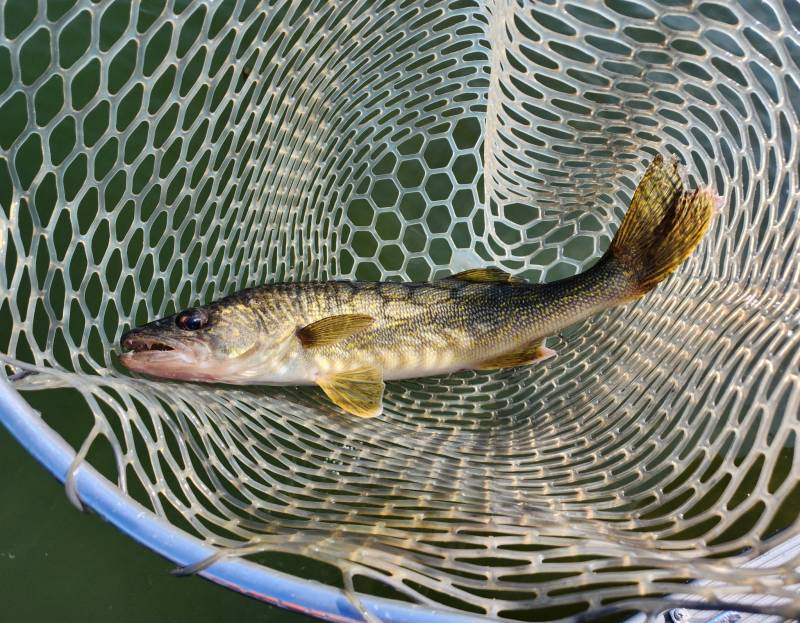 Walleye in Fond du Lac