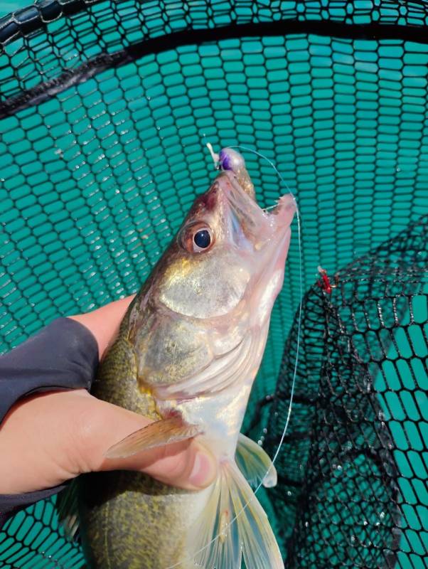 Walleye in St Clair River